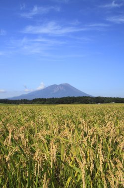 mt.iwate ve pirinç alan manzara