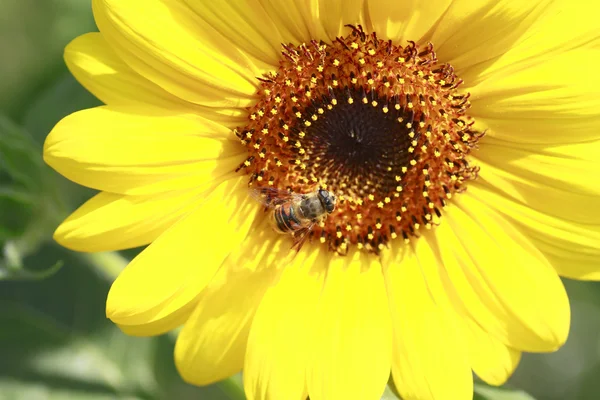 Girassol e abelha — Fotografia de Stock