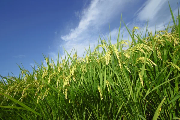 Pejzaż pola ryżu z błękitnego nieba — Zdjęcie stockowe