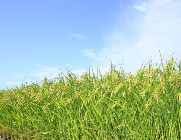 Paesaggio di risaia con cielo blu — Foto Stock