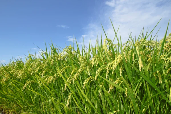 Τοπίο στον τομέα του ρυζιού με το γαλάζιο του ουρανού — Φωτογραφία Αρχείου