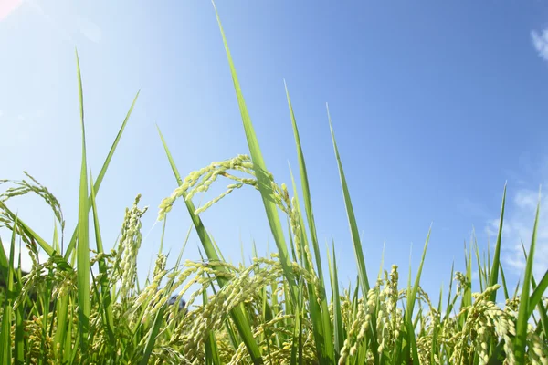 Пейзаж рисового поля з блакитним небом — стокове фото
