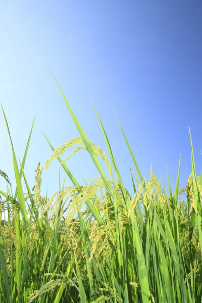 Pejzaż pola ryżu z błękitnego nieba — Zdjęcie stockowe