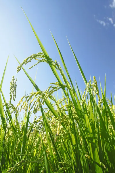 Paisaje de campo de arroz con cielo azul — Foto de Stock