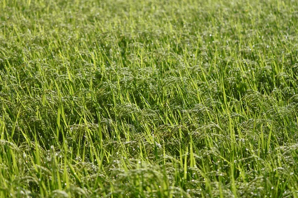 Krajobraz pola ryżu — Zdjęcie stockowe