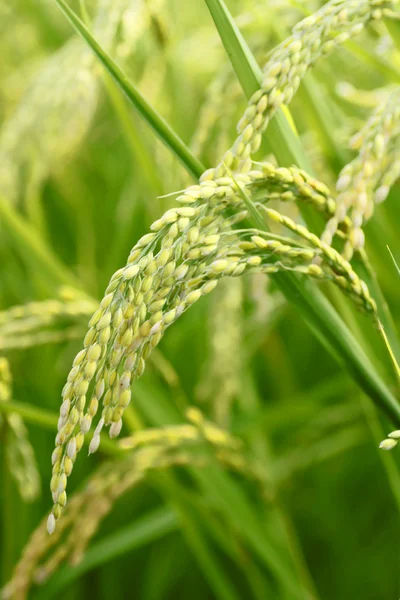 Landscape of rice field — Stock Photo, Image