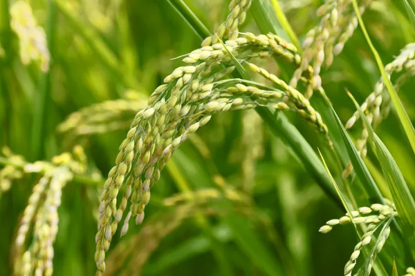 Paisaje del campo de arroz — Foto de Stock