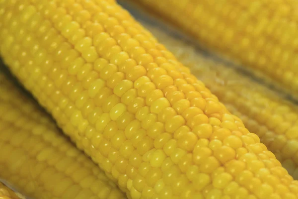 Świeża kukurydza — Zdjęcie stockowe