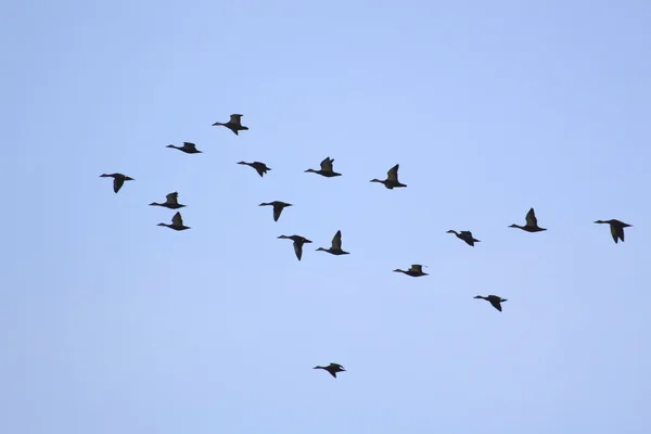 stock image Ducks and blue sky