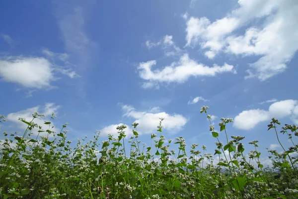 stock image Landscape of Buckwheat field