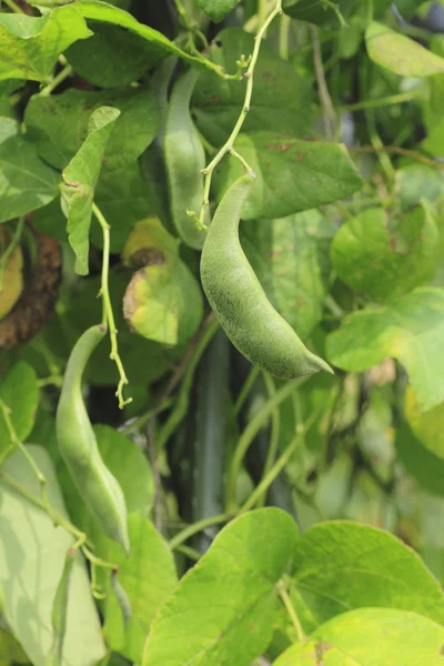 Fresh string bean — Stock Photo, Image