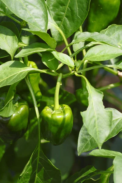 stock image Bell pepper