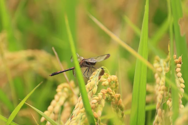 Krajina rýžové pole a červená vážka — Stock fotografie