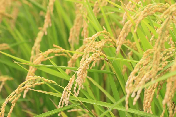 Landskap med risfält — Stockfoto