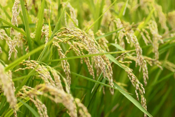 Landschap van het rijstveld — Stockfoto