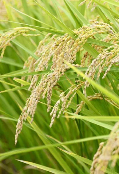 Landschap van het rijstveld — Stockfoto