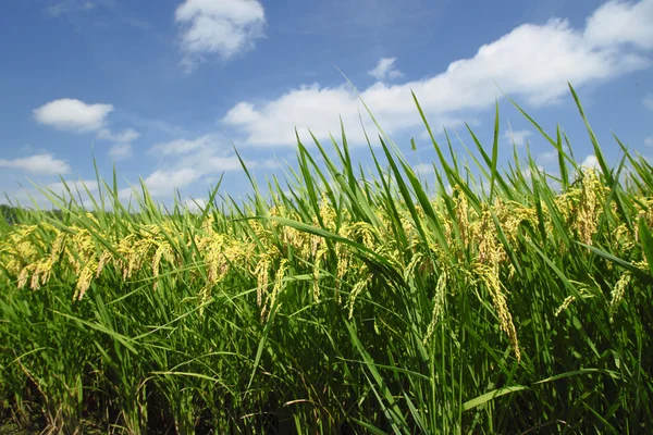 Пейзаж рисового поля — стоковое фото