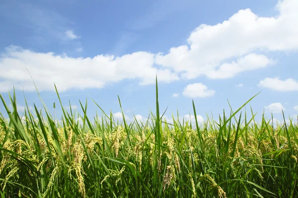 Krajobraz pola ryżu — Zdjęcie stockowe