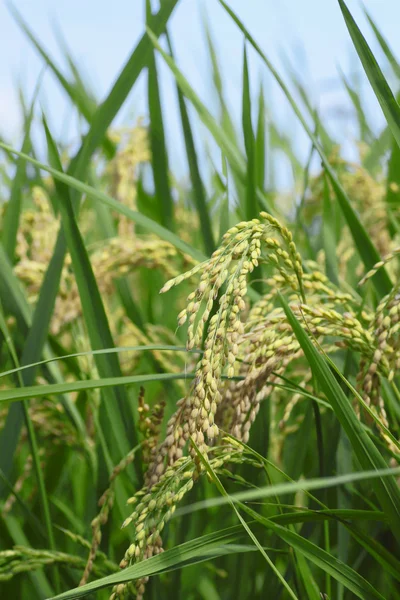 Ландшафт рисового поля — стокове фото