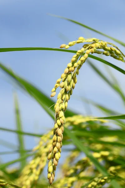 Paesaggio della risaia — Foto Stock