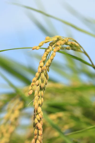 Peisajul câmpului de orez — Fotografie, imagine de stoc