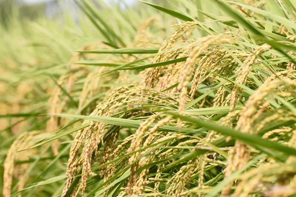 Landscape of rice field — Stock Photo, Image