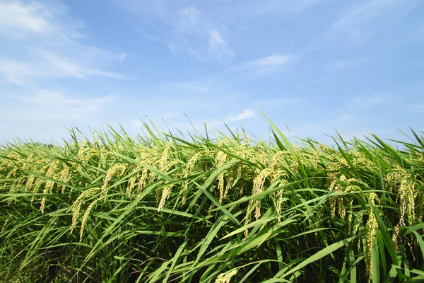 Paesaggio della risaia — Foto Stock