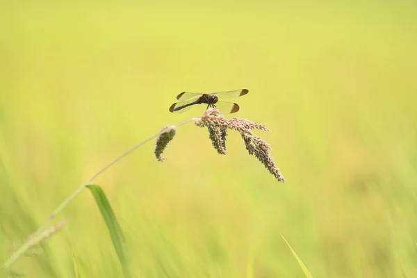A red dragonfly and rice field — Stock Photo, Image