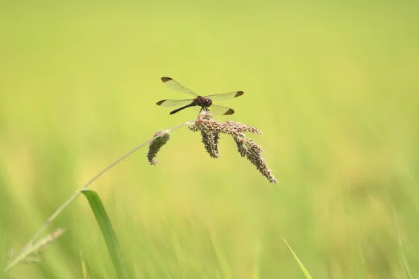 红色的蜻蜓和水稻领域 — 图库照片