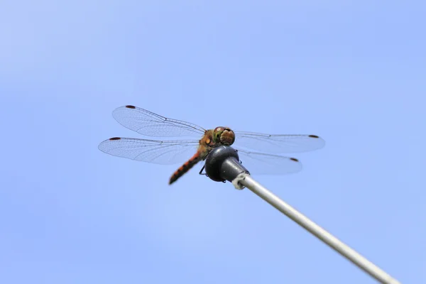 A red dragonfly — Stock Photo, Image