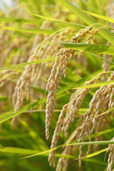 Пейзаж рисового поля — стоковое фото