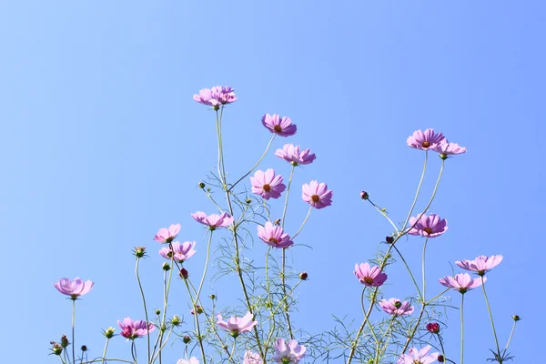 stock image Cosmos Flowers