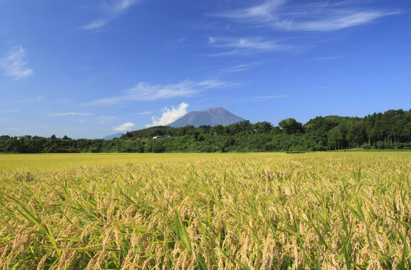 Mt.Iwate és a táj rizs mező — Stock Fotó