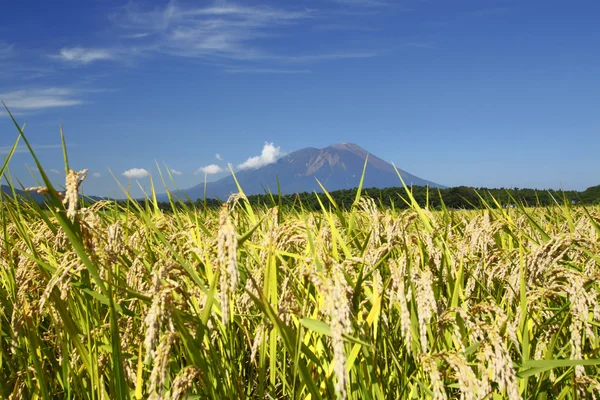 Mt.Iwate and Landscape of rice field — Stock Photo, Image