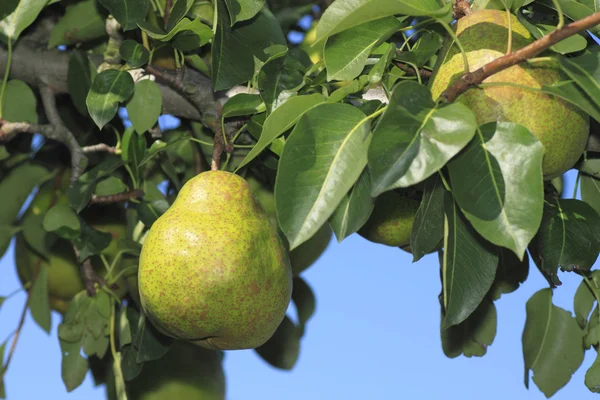 stock image Pear