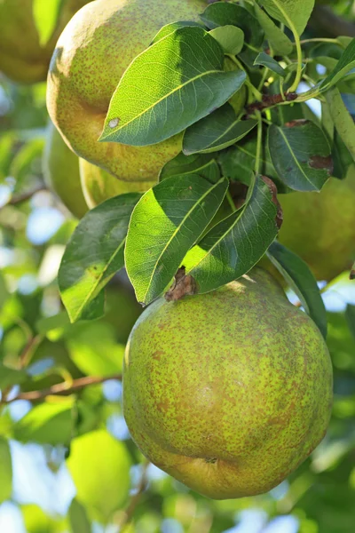 stock image Pear