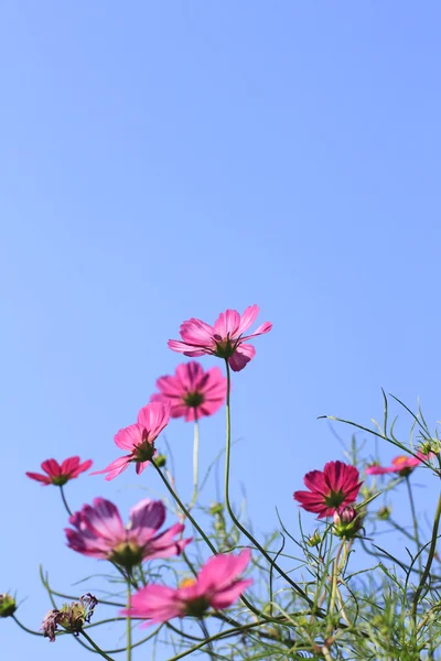 stock image Cosmos Flowers