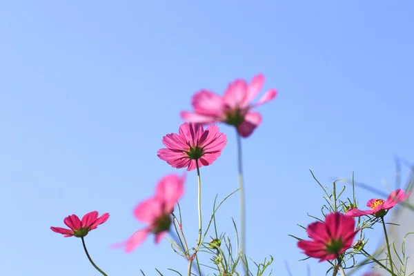 stock image Cosmos Flowers