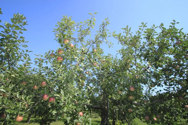 Varias manzanas rojas — Foto de Stock