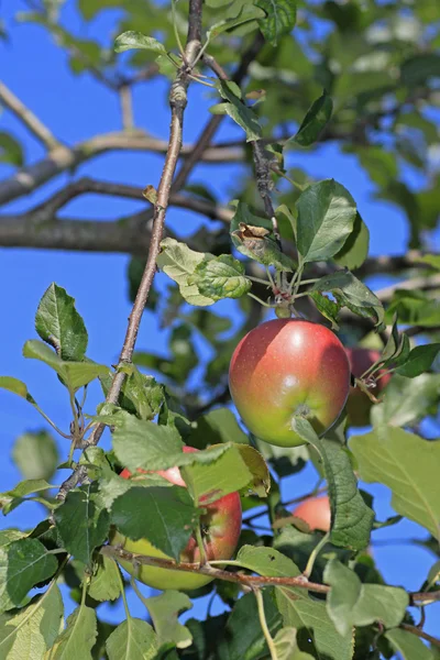 stock image Several red apples