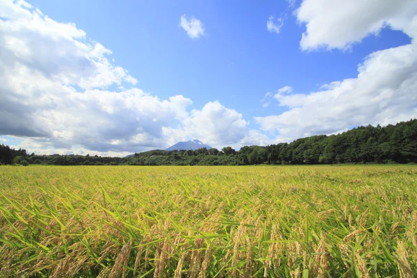 Mt.iwate und Landschaft des Reisfeldes — Stockfoto