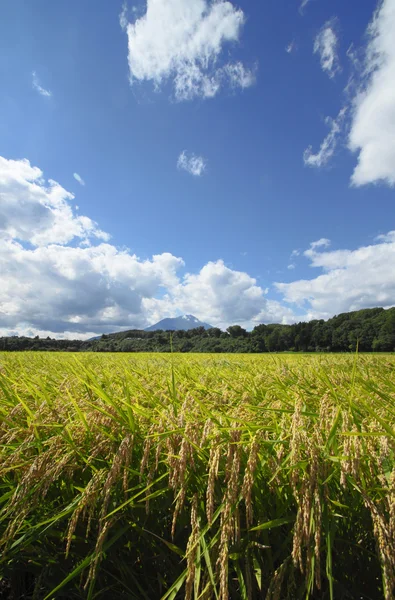 Monte Iwate e Paesaggio della risaia — Foto Stock