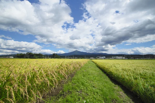 MT.himekami και το τοπίο στον τομέα του ρυζιού — Φωτογραφία Αρχείου