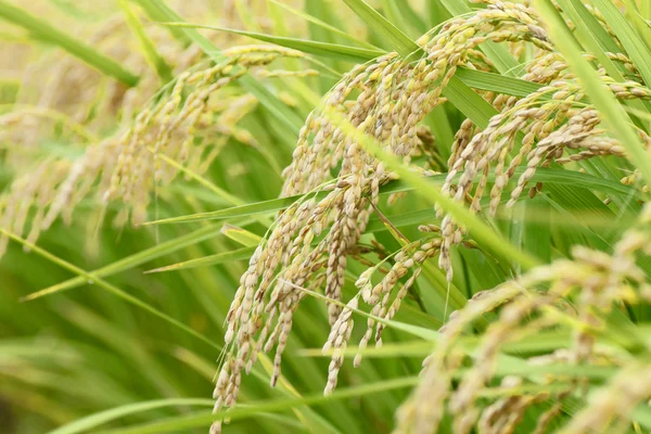 Krajobraz pola ryżu Zdjęcie Stockowe