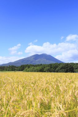 mt.iwate ve pirinç alan manzara