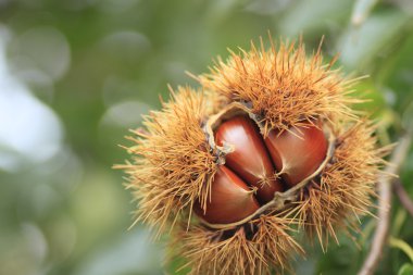 Chestnuts clipart