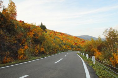 renkli yaprakları ve yol