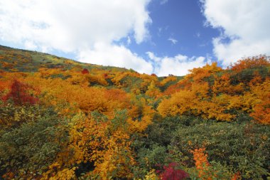 hachimantai'nın renkli yapraklarda