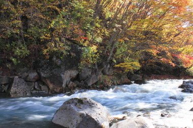 vadide matsukawa renkli yapraklarda