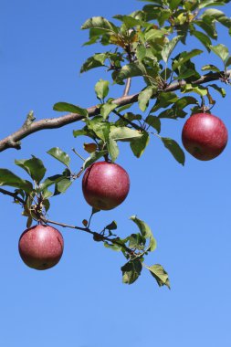 Red apples on apple tree branch clipart
